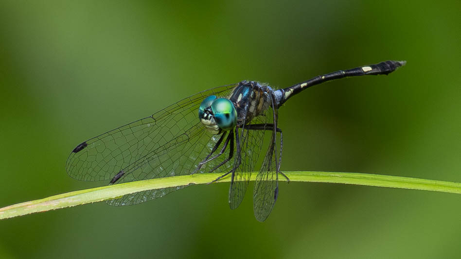 Nephepeltia phryne (Spine-bellied Dryad).jpg